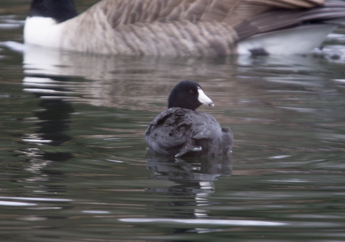 lyska americká - ML647441780