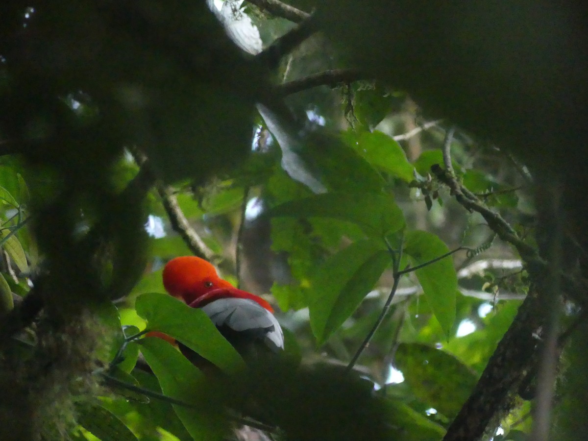 Coq-de-roche péruvien - ML647441781