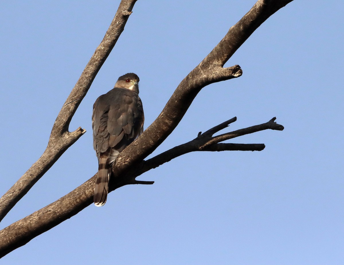 Cooper's Hawk - ML647441782