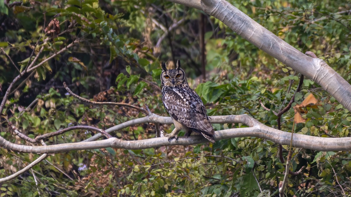 Rock Eagle-Owl - ML647441794