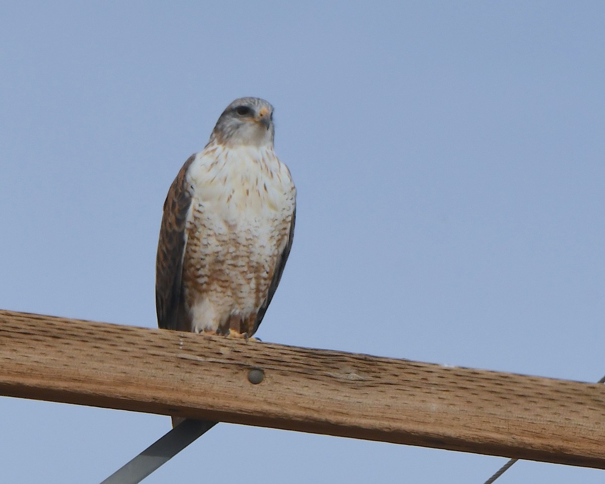 kongevåk - ML647441801