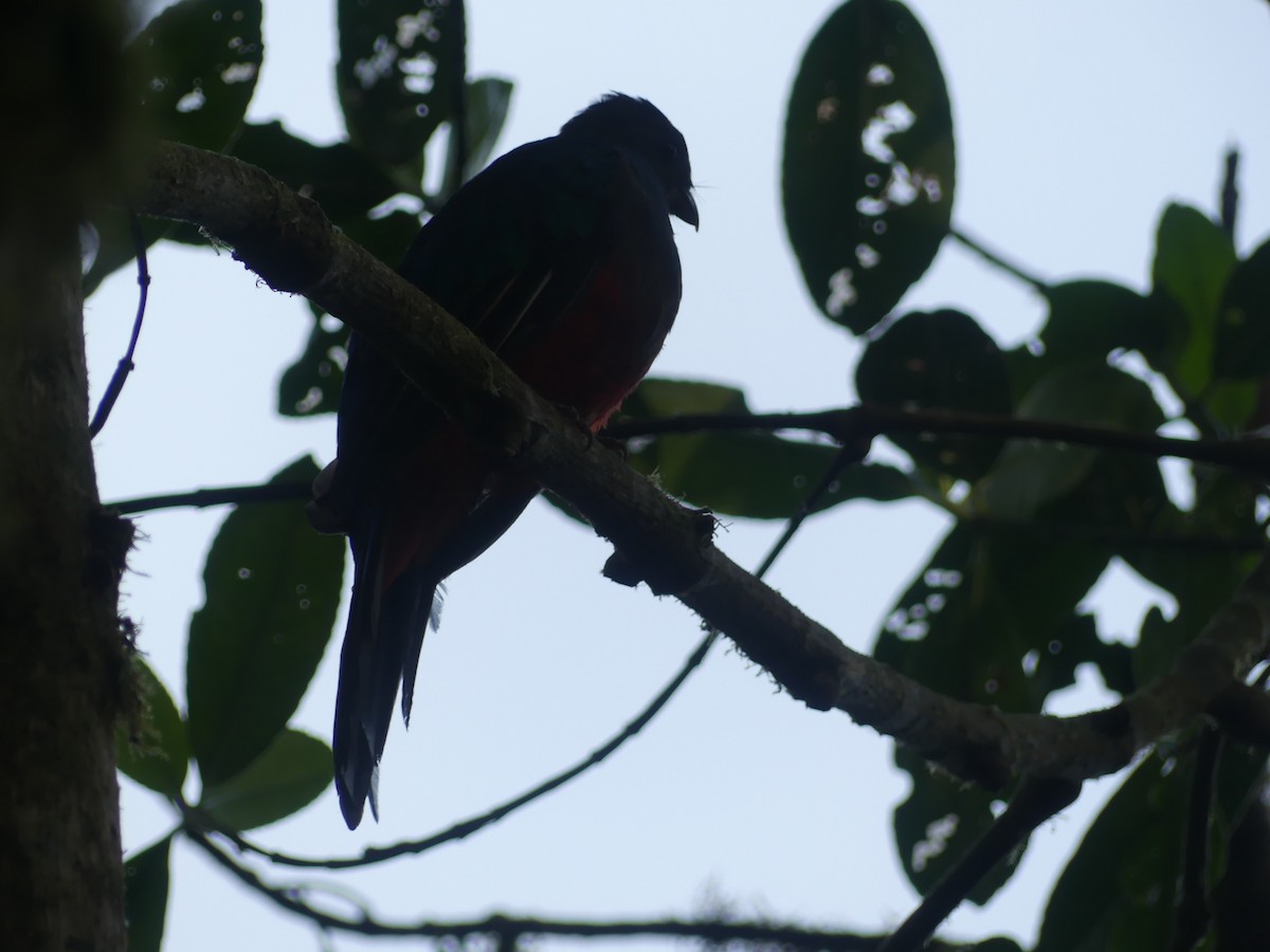 Quetzal doré - ML647441808