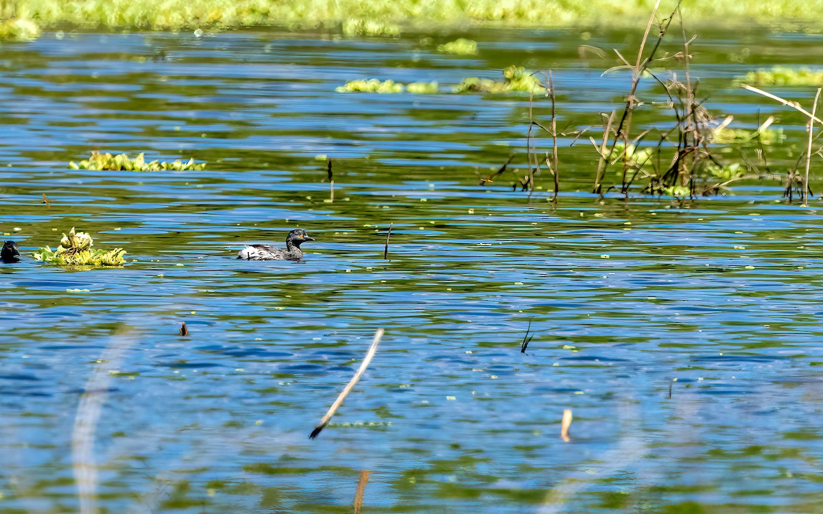 Least Grebe - ML647441811