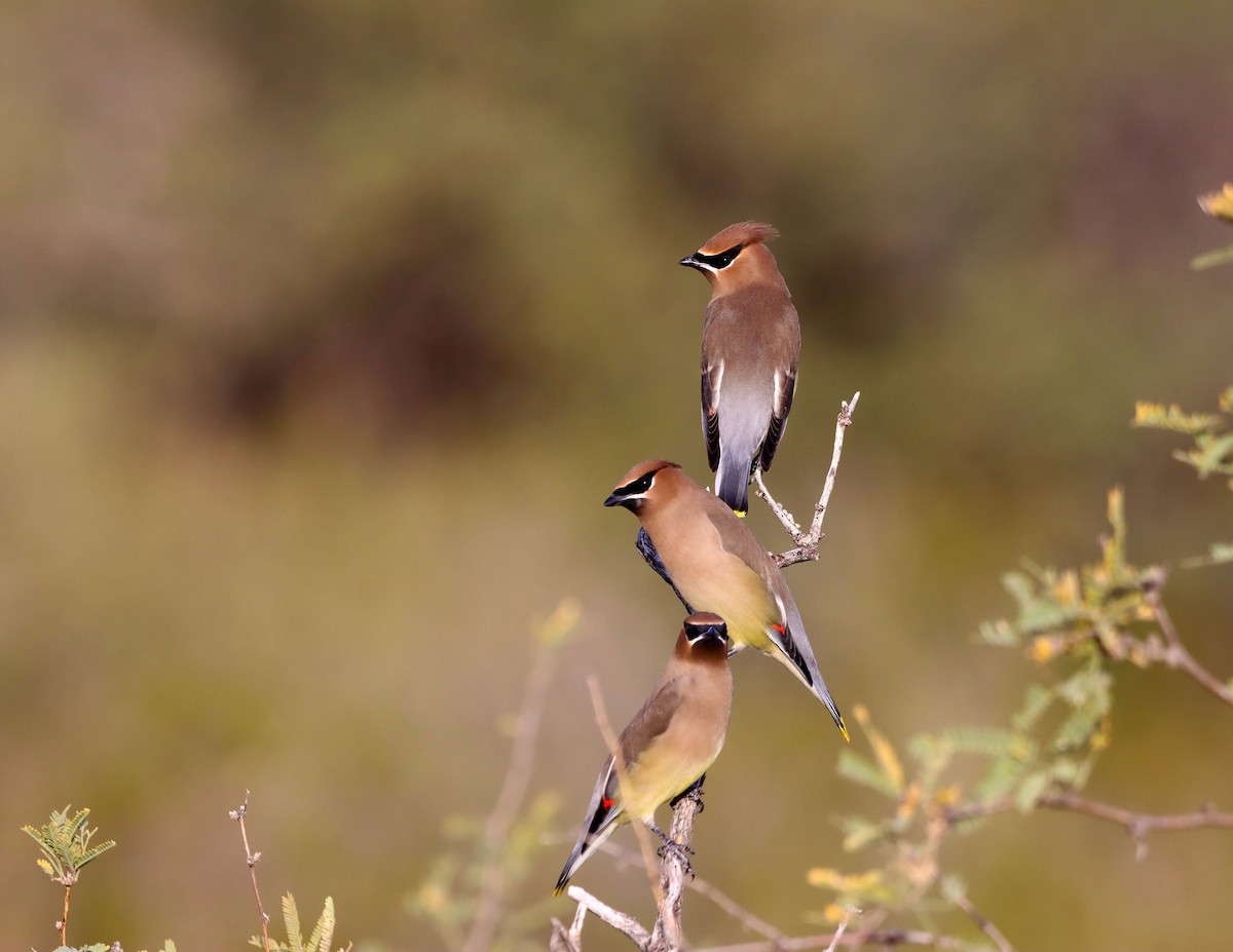 ציצנית אמריקנית - ML647441826
