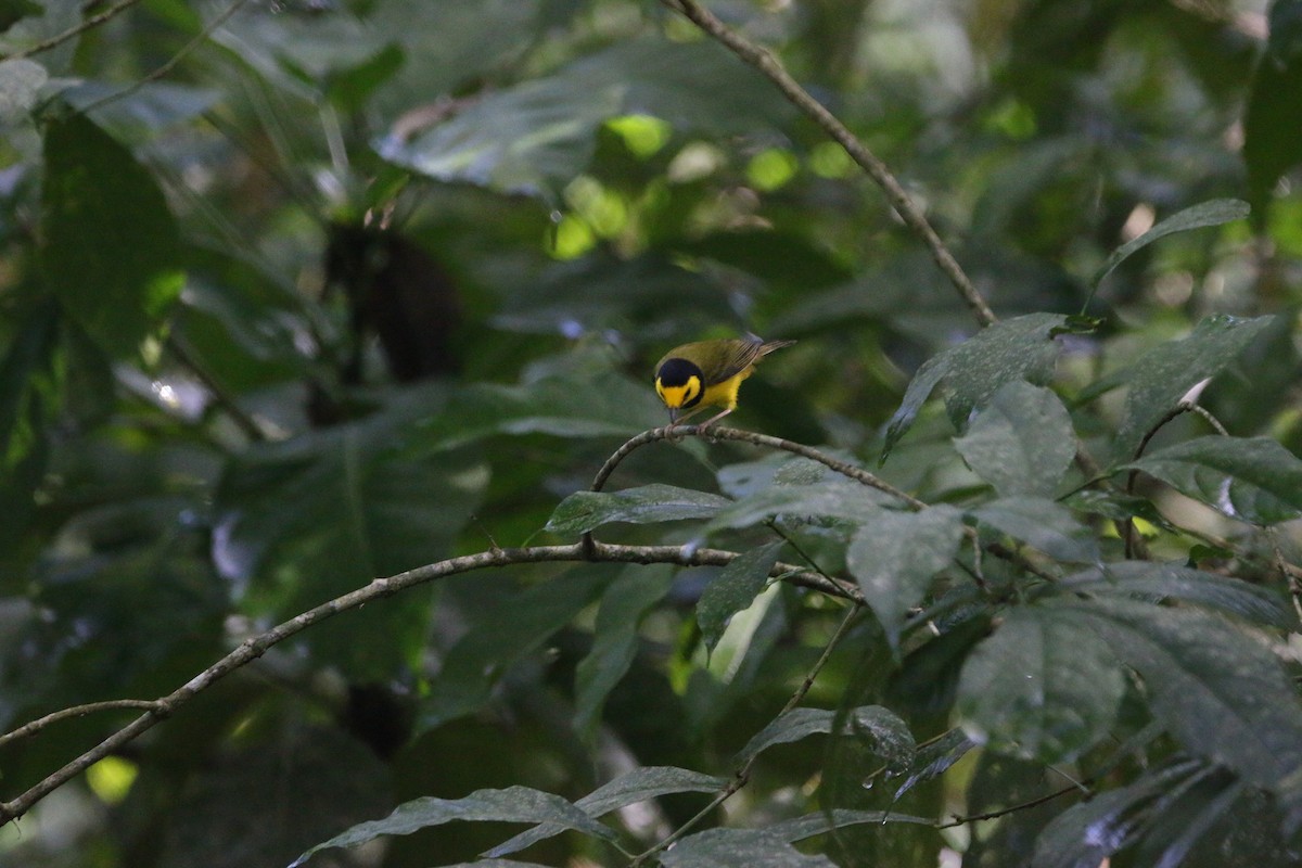 クロズキンアメリカムシクイ - ML647441835