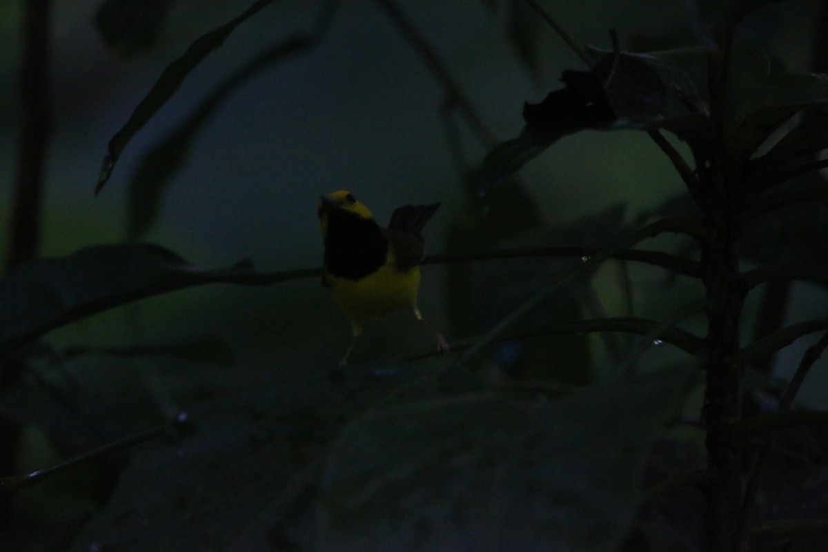 クロズキンアメリカムシクイ - ML647441836