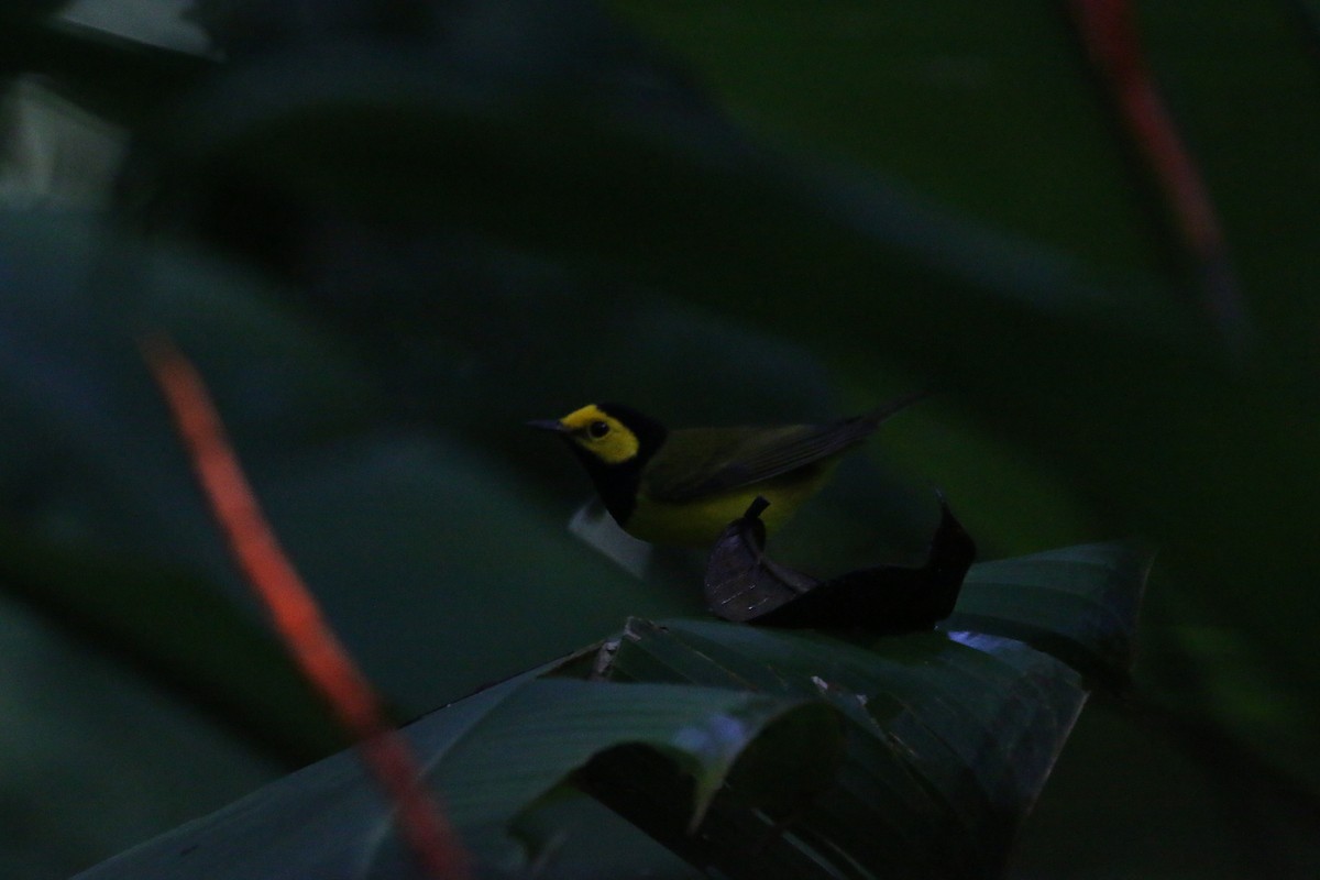 クロズキンアメリカムシクイ - ML647441837