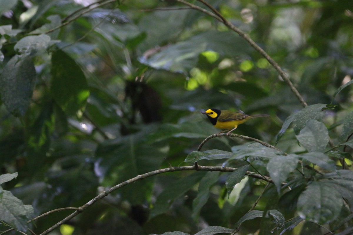 クロズキンアメリカムシクイ - ML647441838