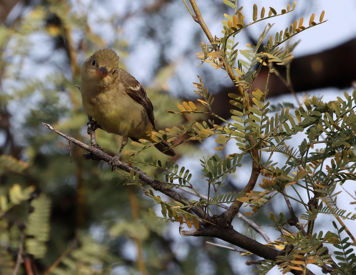 Western Tanager - ML647441839