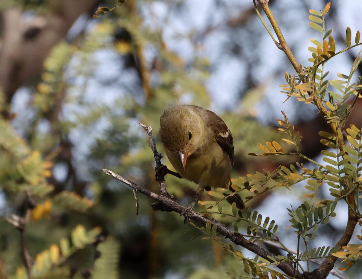 Western Tanager - ML647441840