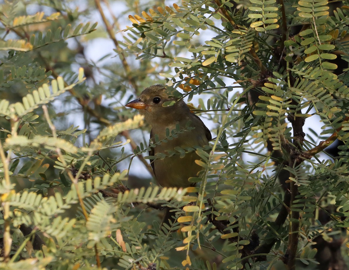 Western Tanager - ML647441841