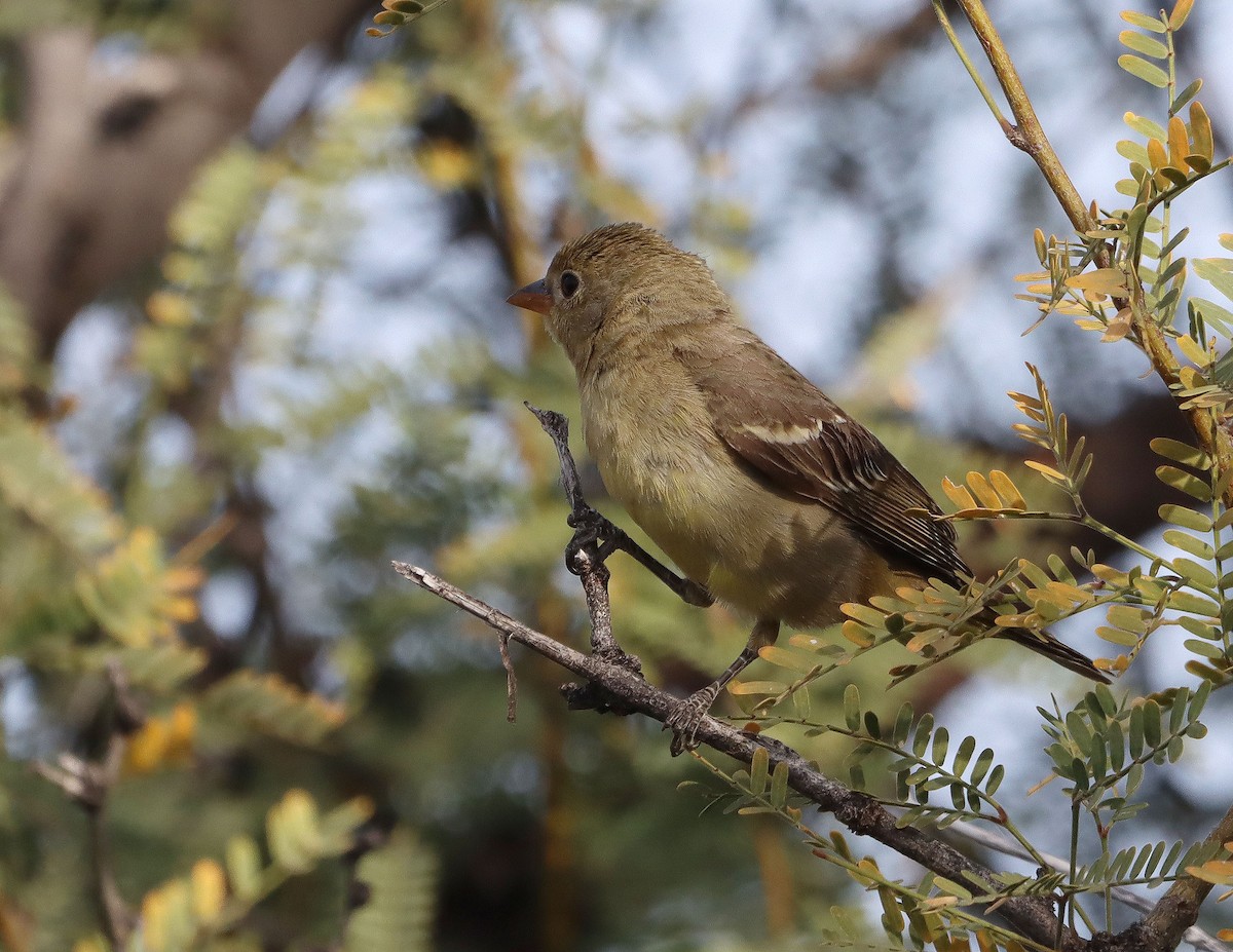 Western Tanager - ML647441842