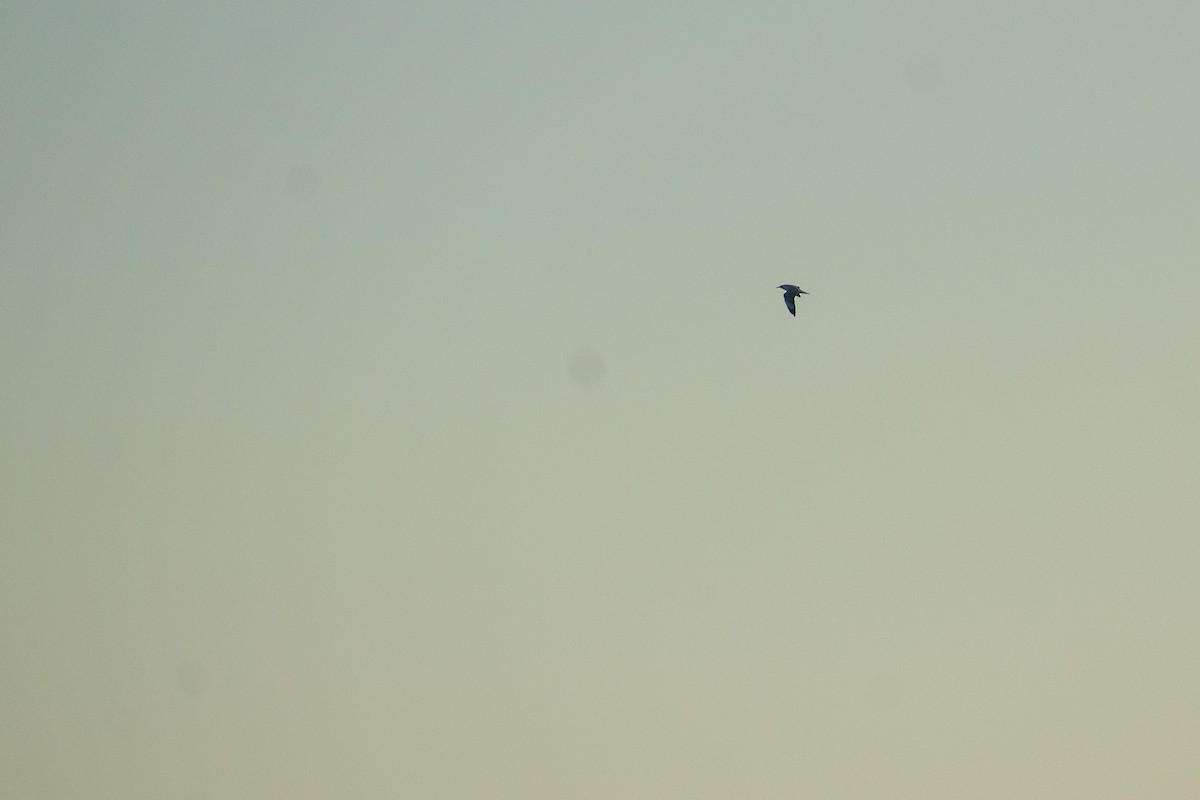 racek šedohlavý - ML647441844