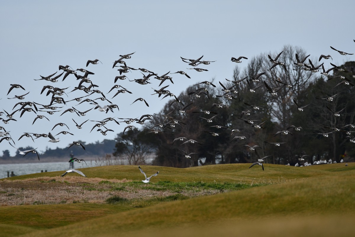 Bernache cravant - ML647441850