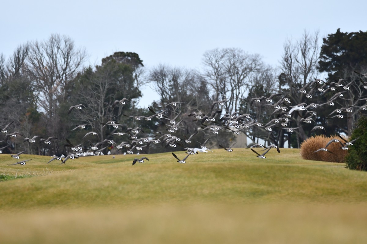 Bernache cravant - ML647441866