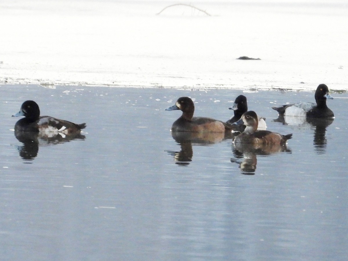 Greater Scaup - ML647441874