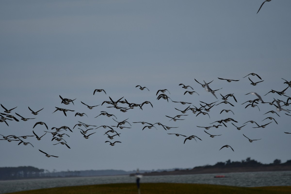 Bernache cravant - ML647441875