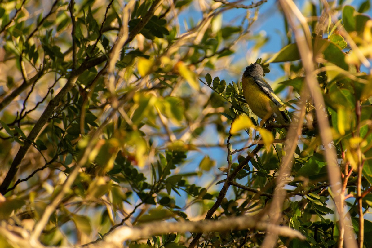Tropical Parula - ML647441876