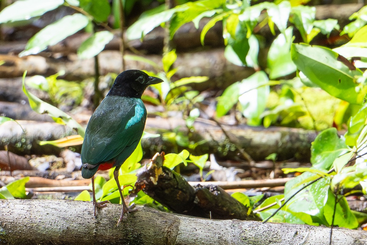 Eastern Hooded Pitta (Papuan) - ML647441889