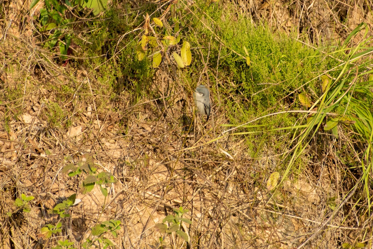 ミミグロブユムシクイ - ML647441890