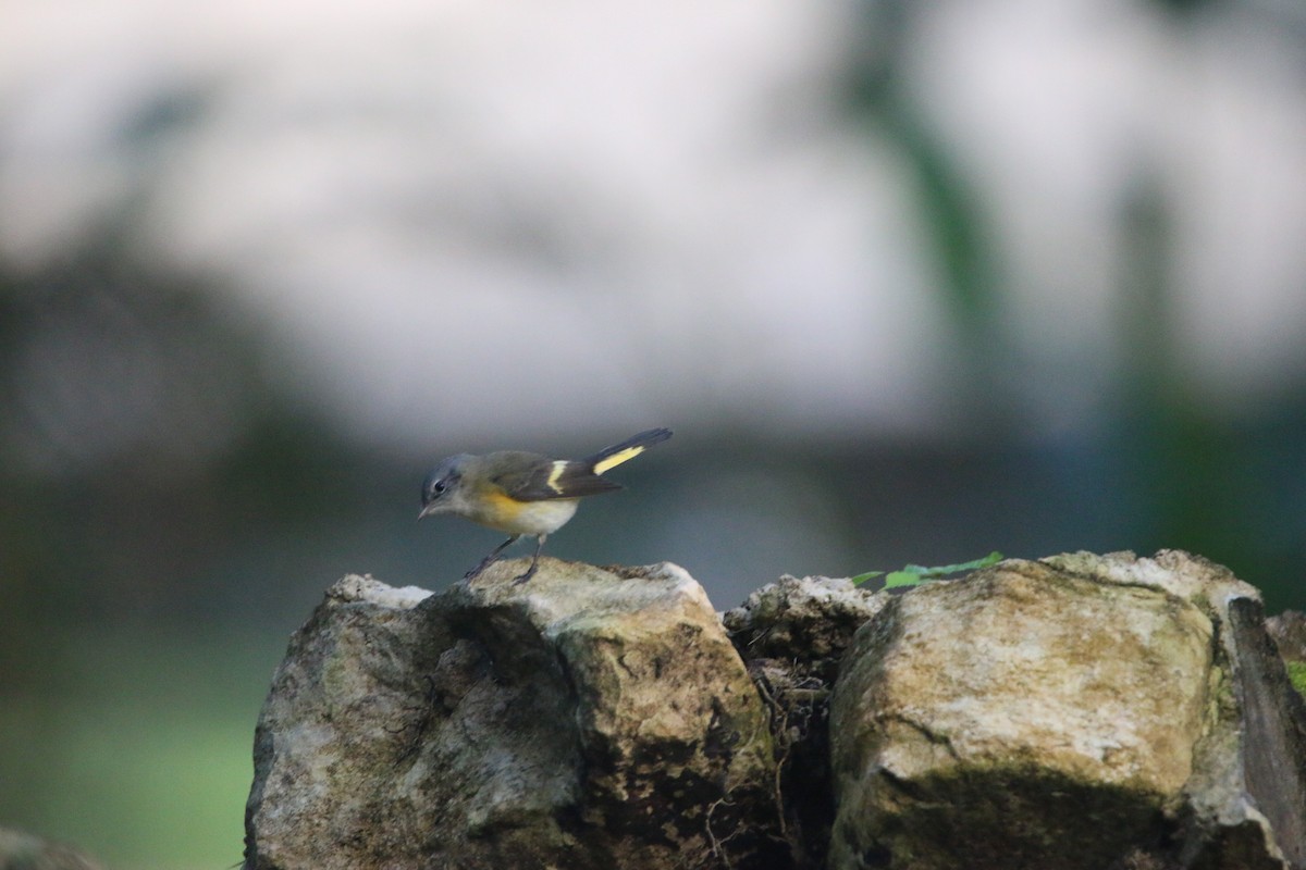 Горихвостковая древесница - ML647441891