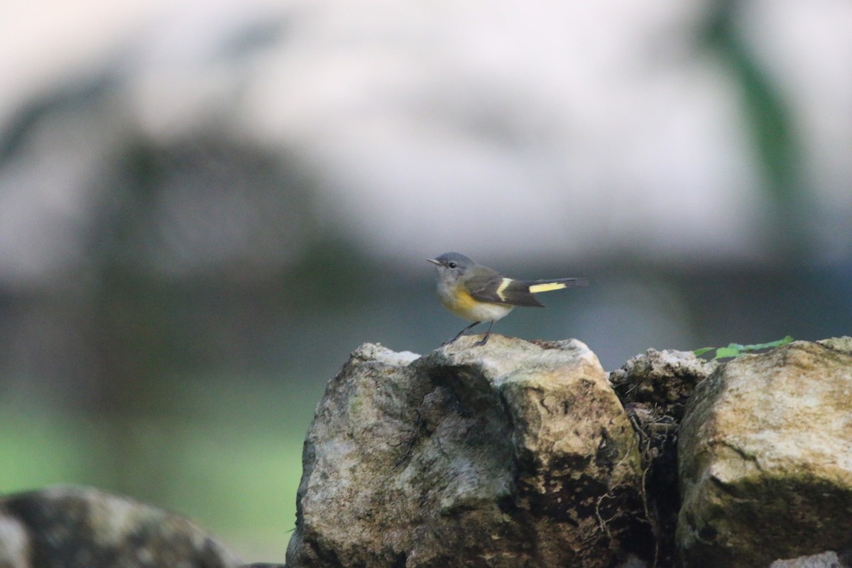 Горихвостковая древесница - ML647441892