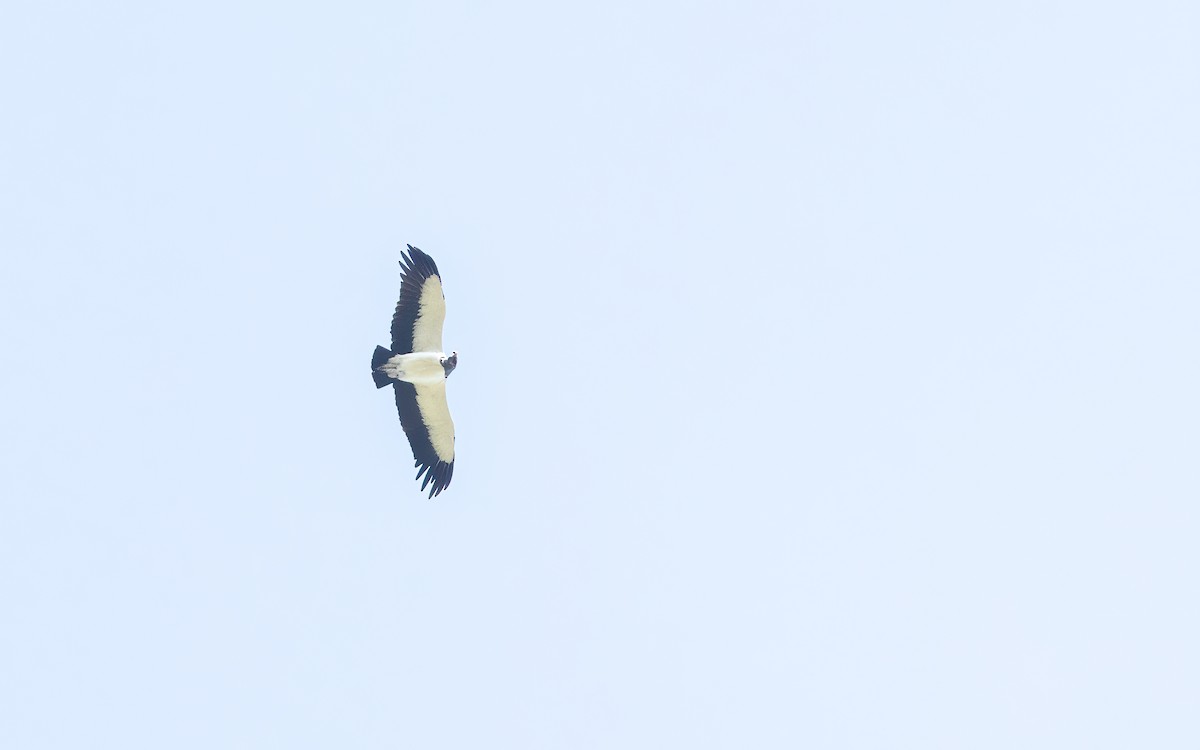 King Vulture - ML647441894