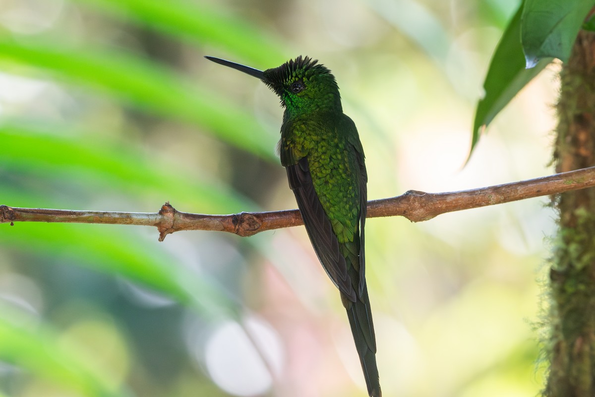 Empress Brilliant - ML647441896