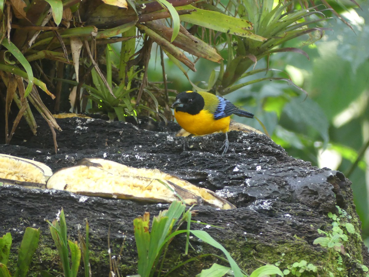 Tangara Barbinegra - ML647441909