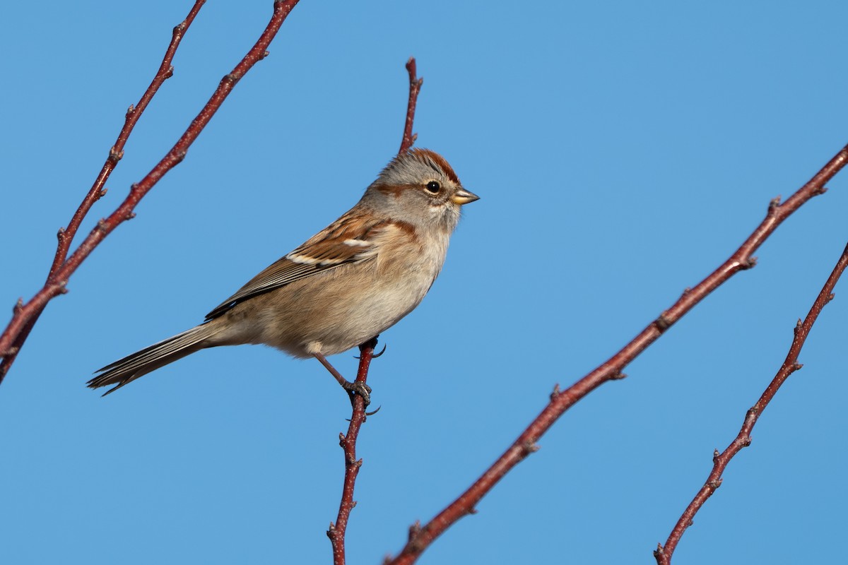 American Tree Sparrow - ML647441920
