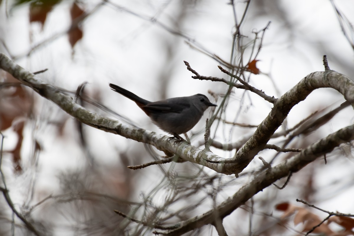 Gray Catbird - ML647441944