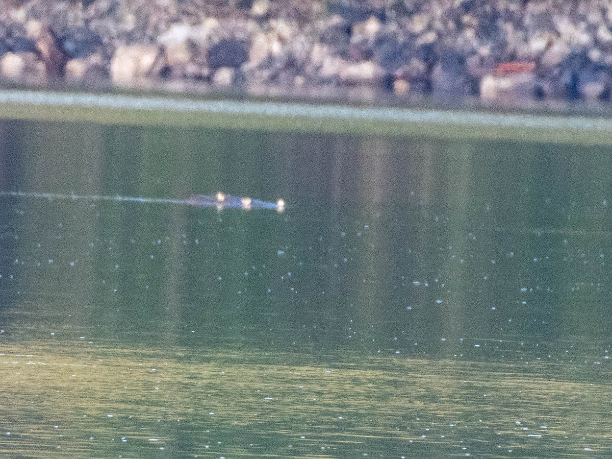 Dunlin - ML647441952