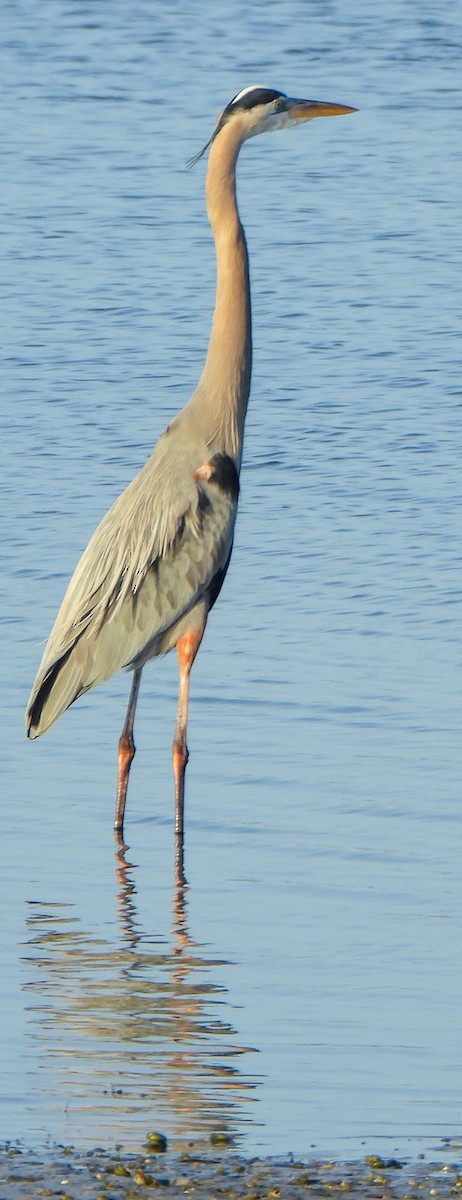 Great Blue Heron - ML647441962