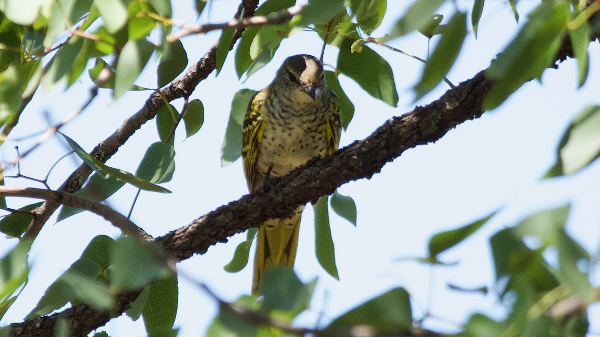 Black Cuckooshrike - ML647441974