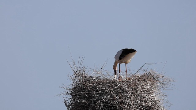 svartnebbstork - ML647441975