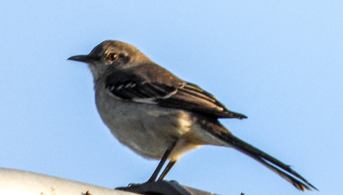 Northern Mockingbird - ML647441983