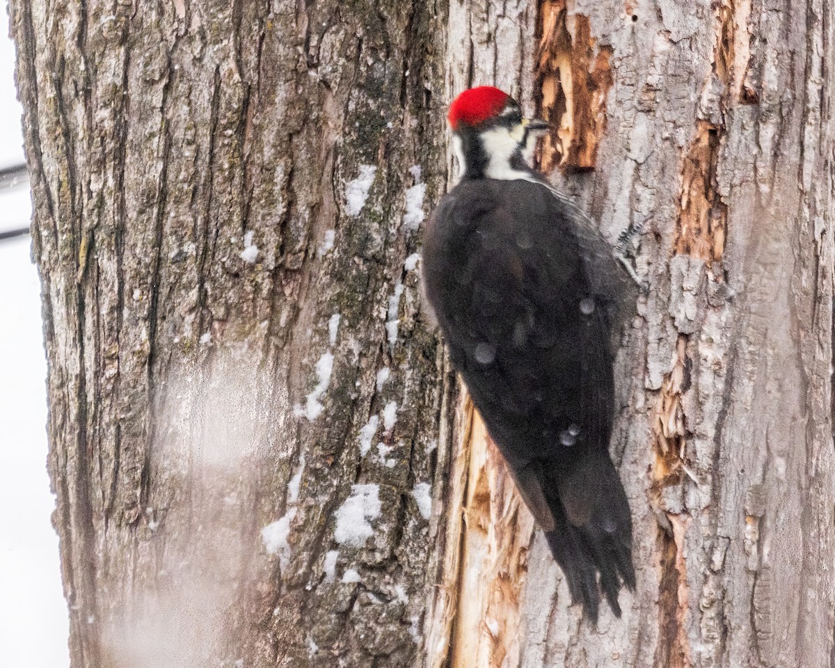 Pileated Woodpecker - ML647442000