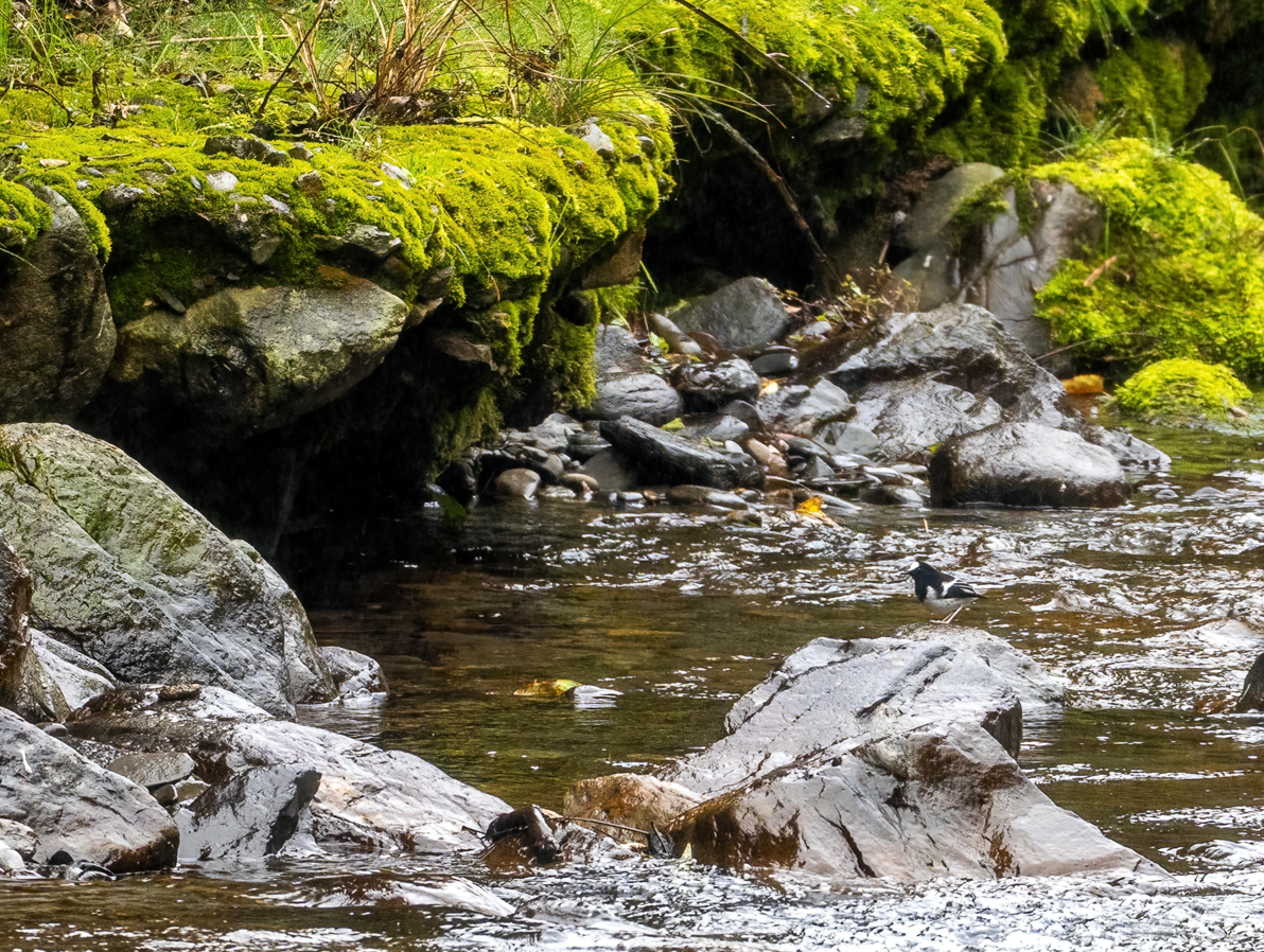 Вилохвістка гірська - ML647442001