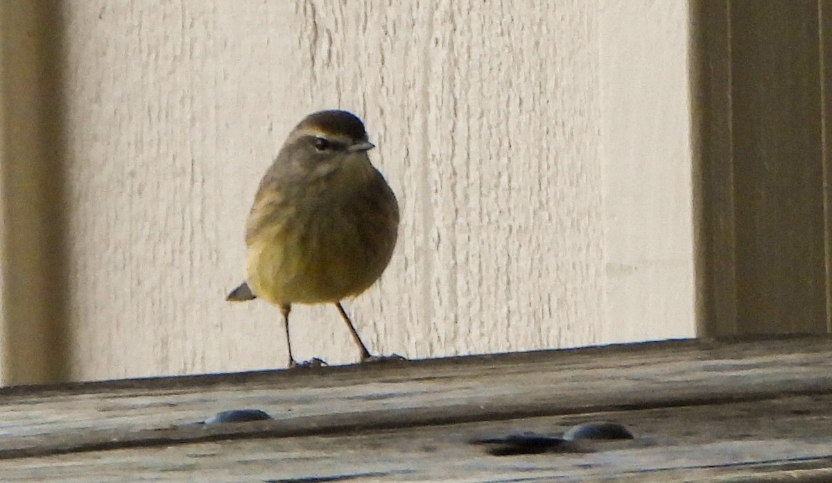 Palm Warbler - ML647442013