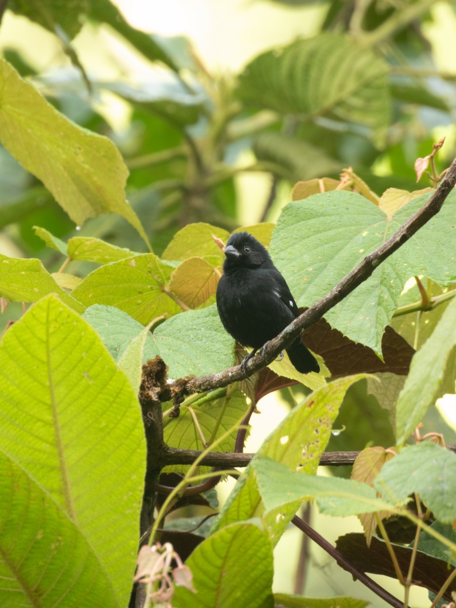 Variable Seedeater - ML647442027