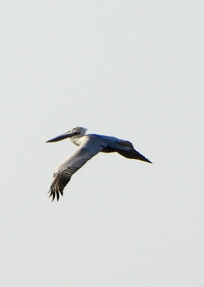 Brown Pelican - ML647442036