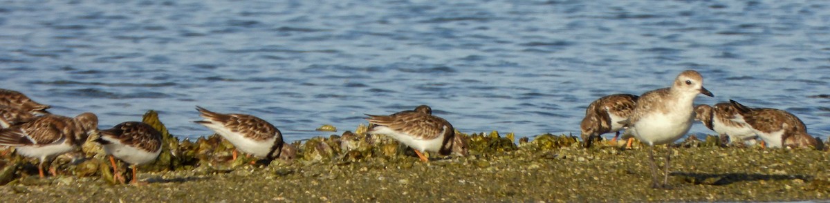 Black-bellied Plover - ML647442047