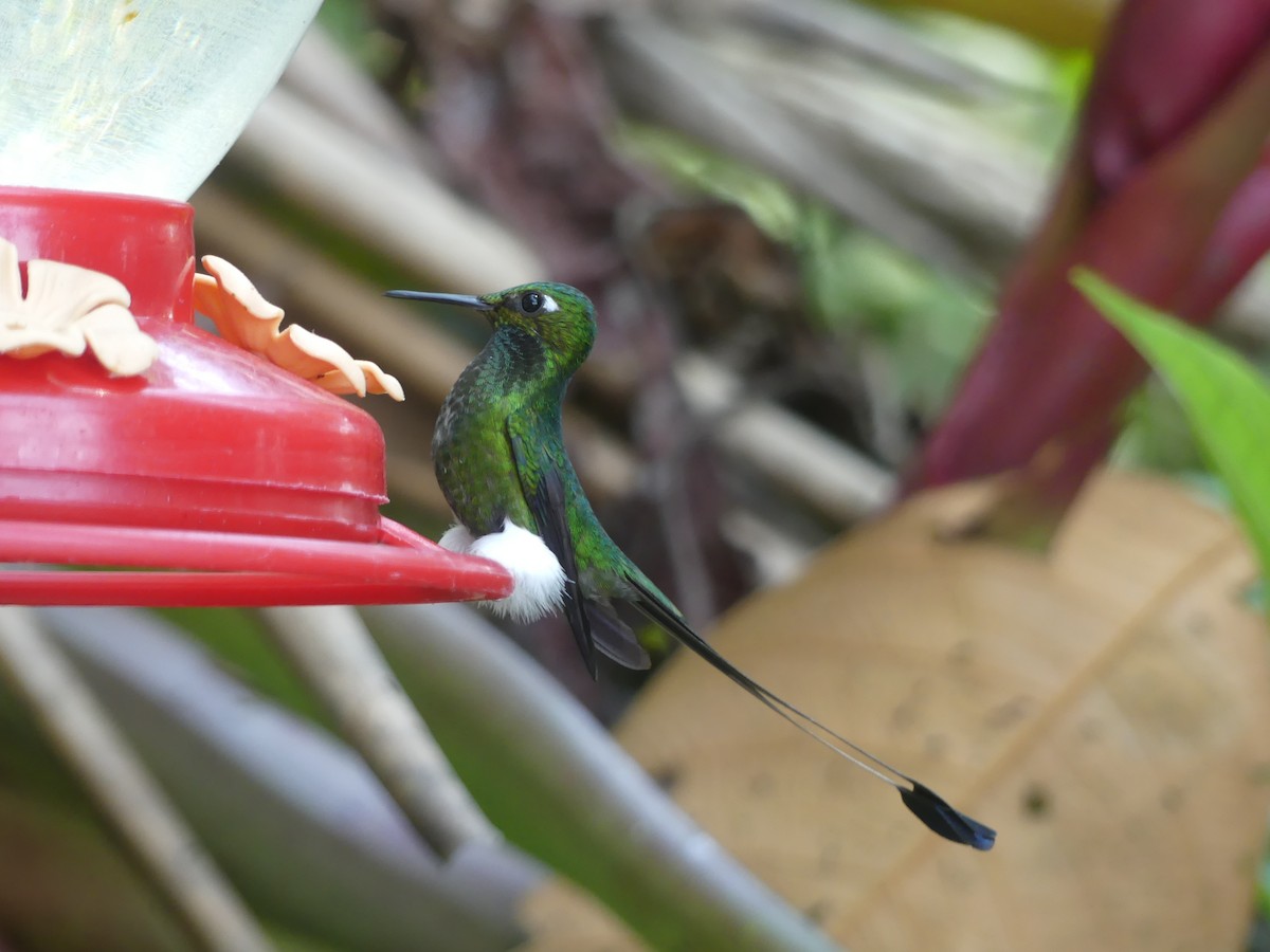 Colibrí de Raquetas Faldiblanco - ML647442067