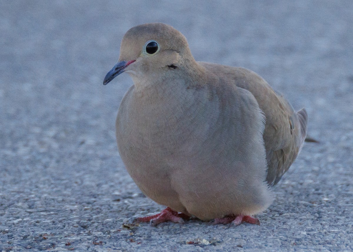 Плачущая горлица - ML647442068