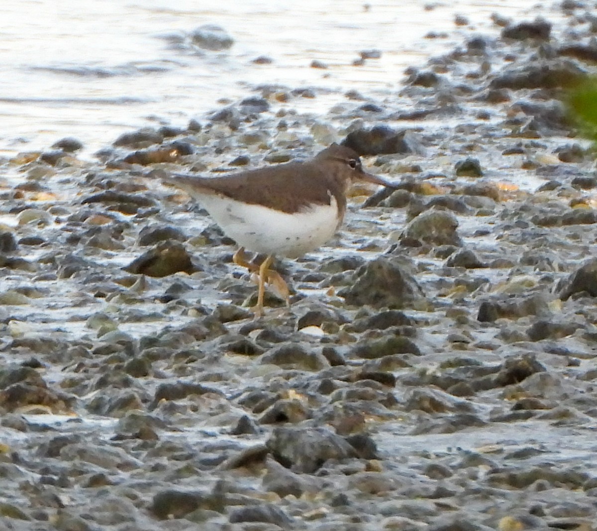 Benekli Düdükçün - ML647442069