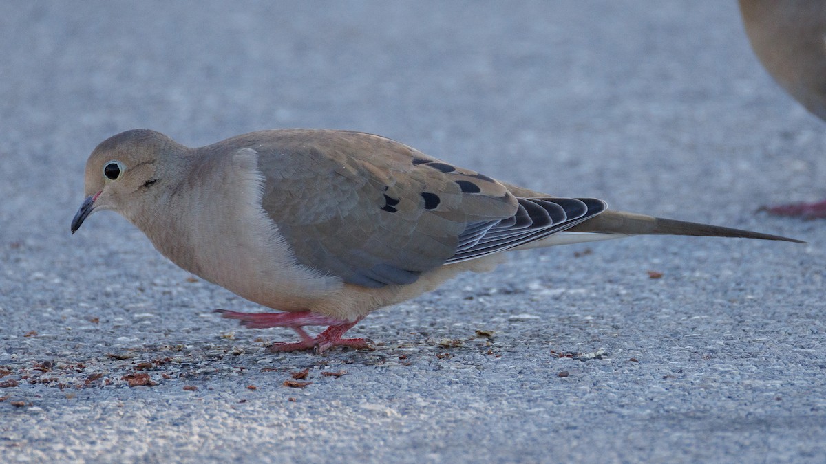 Плачущая горлица - ML647442077