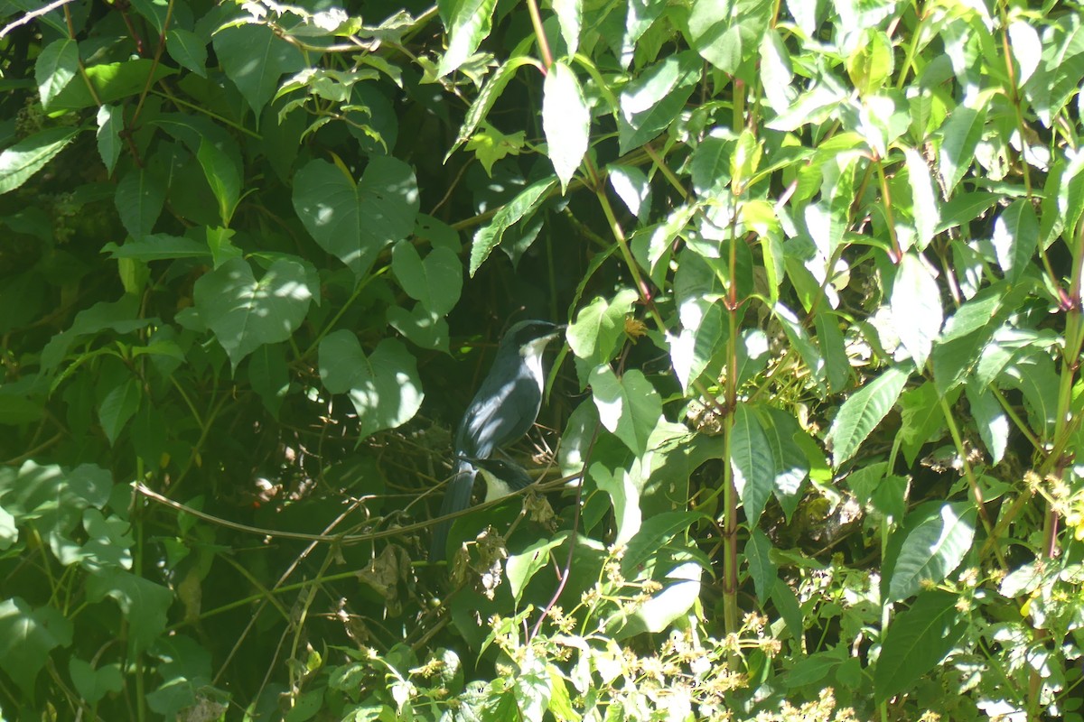 Mulato Pechiblanco - ML647442080