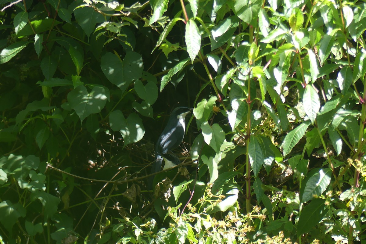 Mulato Pechiblanco - ML647442081