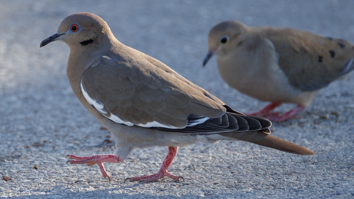 Белокрылая горлица - ML647442102