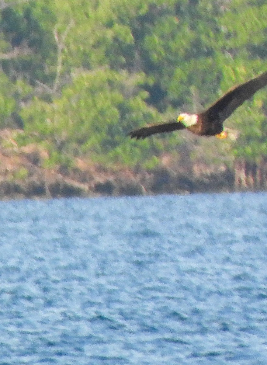 Bald Eagle - ML647442108